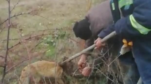 Eskişehir'de tilkiyi kurtarmak için...