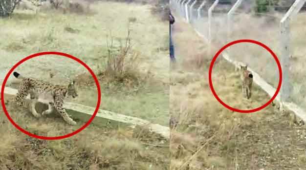 Eskişehir'de Vaşak görüntülendi!