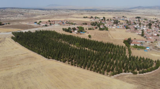 Eskişehir'deki bu ormanı tek başına yarattı