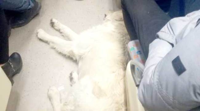 ESKİŞEHİR’DEN GÜLÜMSETEN GÖRÜNTÜLER