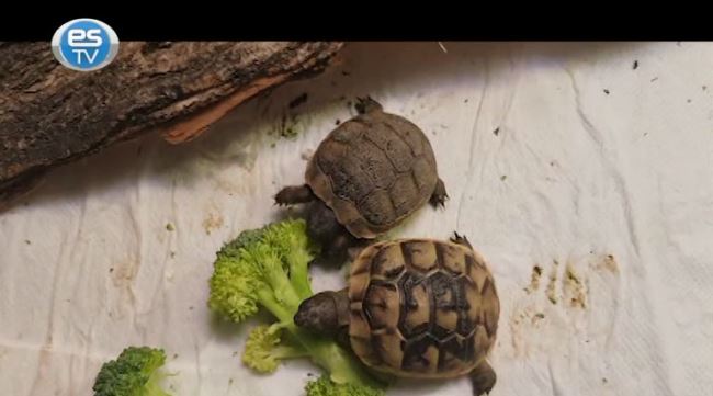 Eskişehir Hayvanat Bahçesi'nn nüfusu arttı