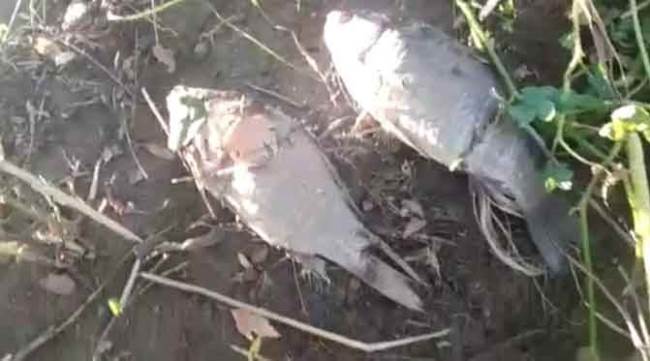 Eskişehir'i tedirgin eden ölümlerin sebebi açıklandı!