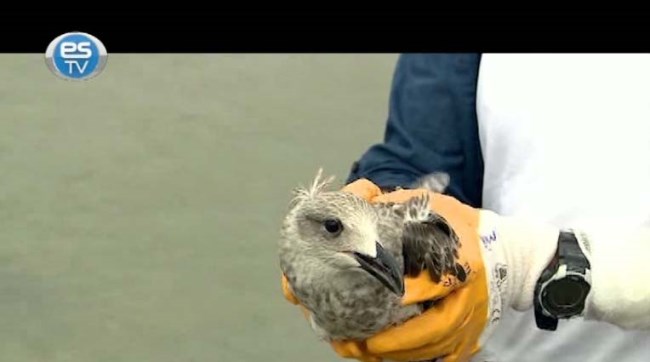 Evlerine kavuştular