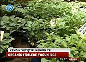 ORGANİK FİDELERE YOĞUN İLGİ 