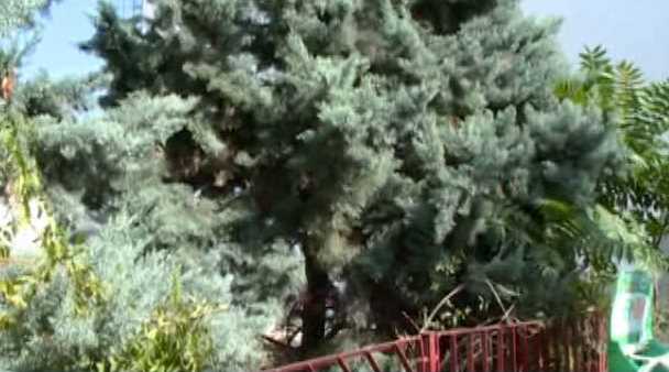 Gürleyiklilerden ağaç tepkisi