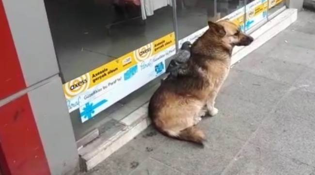 Güvercin ve köpeğin şaşırtan dostluğu