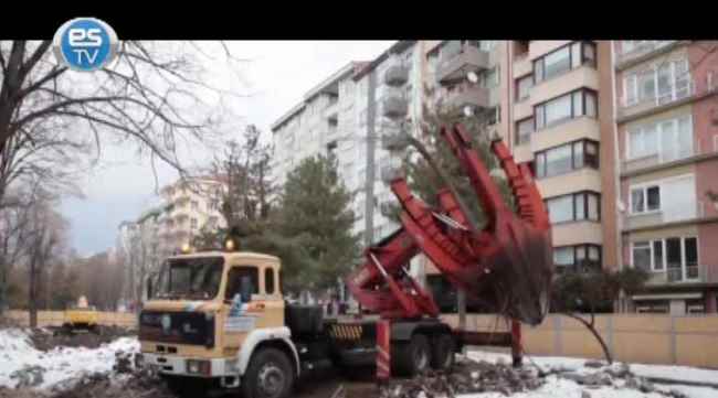 Hamamyolu'ndaki ağaçlara ne oldu?