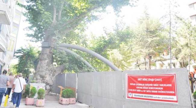 Hamamyolu’nun simgesi 2 asırlık çınar korunuyor