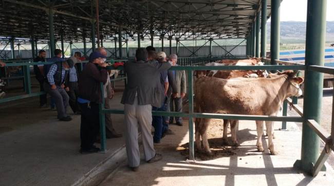 Hayvan pazarında satıcılar müşterilerini bekliyor