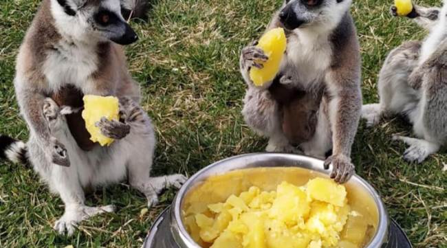 Hayvanat Bahçesi’ne yeni yavrular