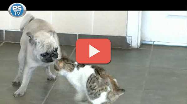 HAYVANLARA ÇARPIP KAÇMAYIN