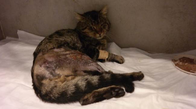 Hayvanseverler umut oldu