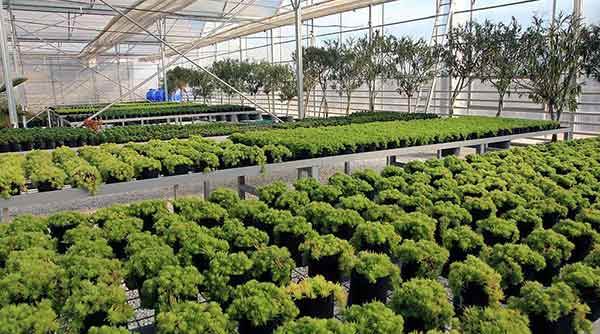 Hem elektrik hem çiçek üreten tesis