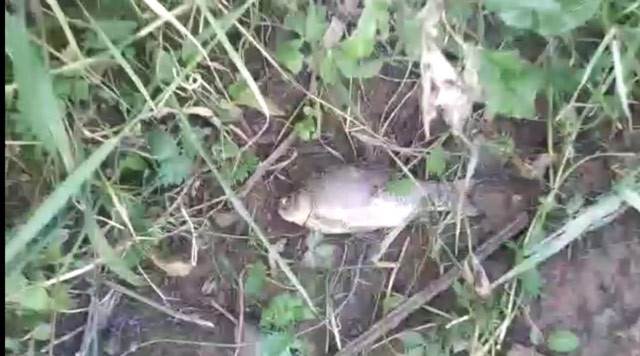 Hüseyin Çam: Nehirden balık tutmayın ve yemeyin