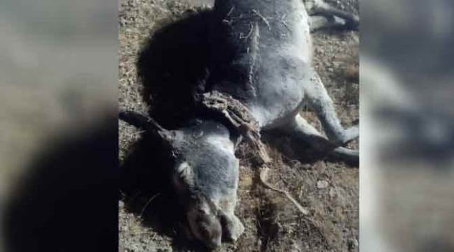 İşkence edilerek öldürülen eşeğin sahibi konuştu