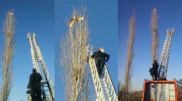 İtfaiyenin kartal kurtarma operasyonu