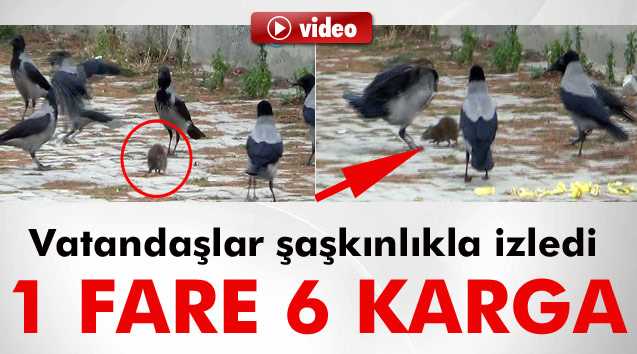 Kargaların fare ile mücadelesi kamerada