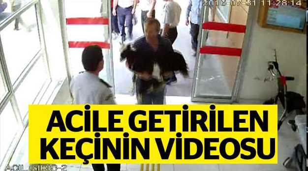 Keçisini Acil Servise getirdi