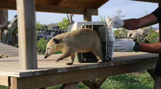 Koati arkadaşlarına kavuştu