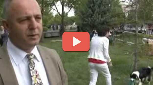 KÖPEKLER YARIŞIYOR