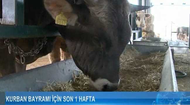 Kurban Bayramı için son 1 hafta