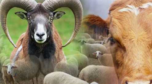 Kurbanda dikkat edilmesi gerekenler