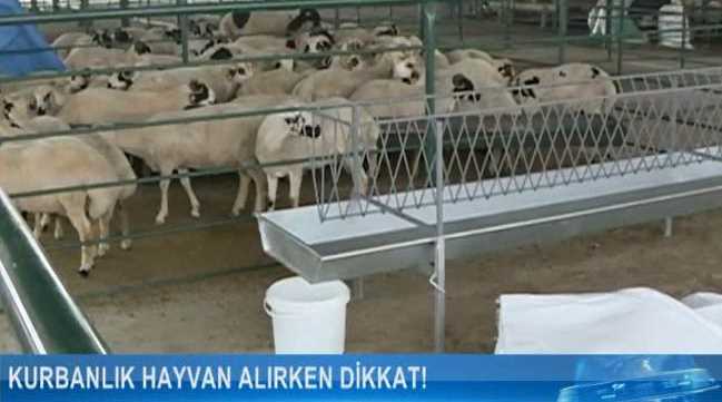 Kurbanlık alırken dikkat!