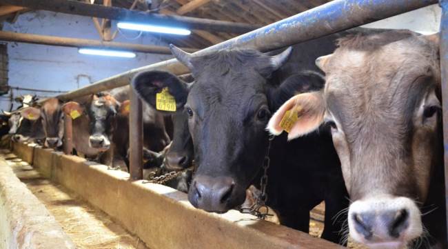 Kurbanlık alırken koronadan daha tehlikeli olan bu hastalığa dikkat