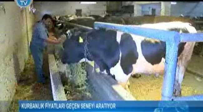 Kurbanlık fiyatları geçen yılı aratıyor