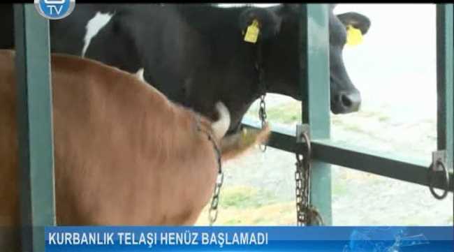 Kurbanlık telaşı henüz başlamadı