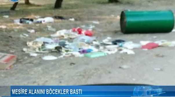 Mesire alanını böcekler bastı