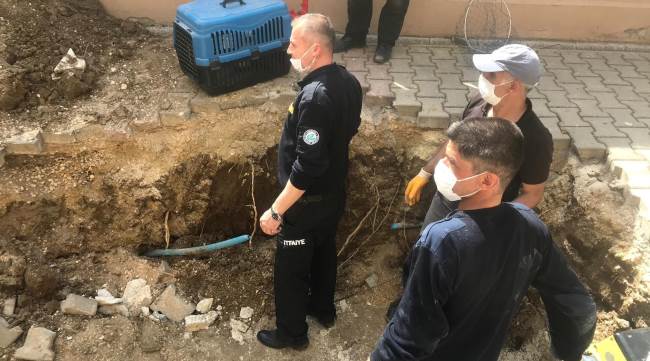 Minik kedi saatler süren çalışma sonucu kurtarıldı