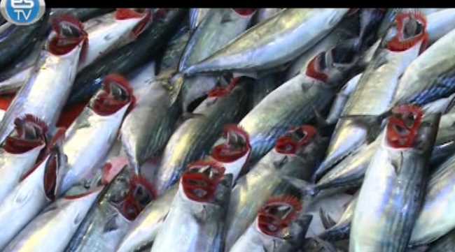 Palamutta son bir hafta