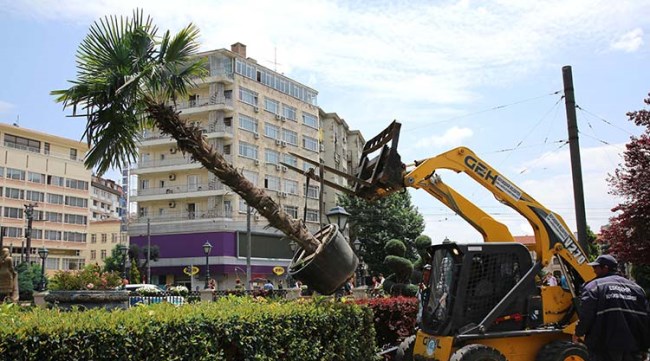 Palmiyeler yerlerini aldı