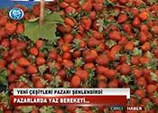 PAZARLARDA YAZ BEREKETİ 