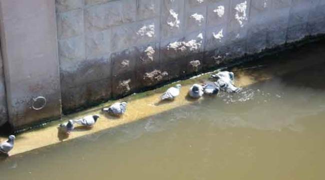 Porsuk Çayı'nda güvercin banyosu