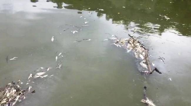 Sakarya nehrindeki balık ölümleri araştırılıyor