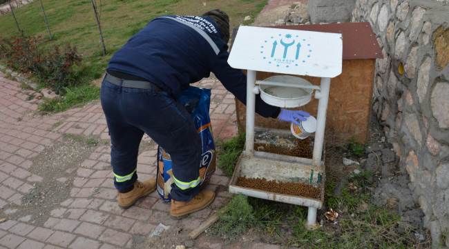 Salgın sebebi ile kedi ve köpekler sokağa terk ediliyor