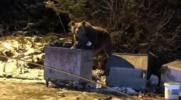 Selam verdikleri ayı otomobile saldırdı!