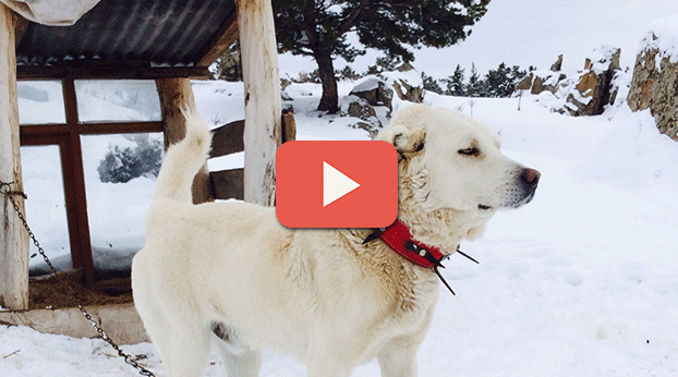 SİVRİHİSAR'IN AKBAŞ KÖPEKLERİ