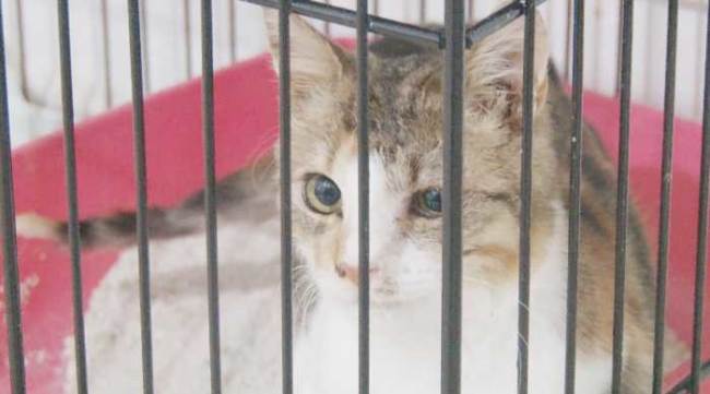 Soğuk havada hasta oluyorlar