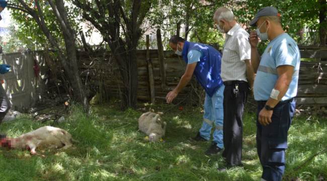 Sokak köpekleri kuzulara saldırdı iddiası
