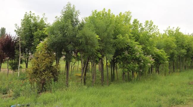 Sökülen ağaçlar bakımlarının ardından yeniden dikiliyor