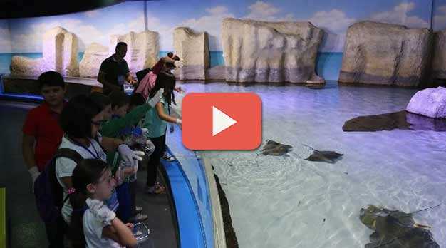 Su altında yaz okulları