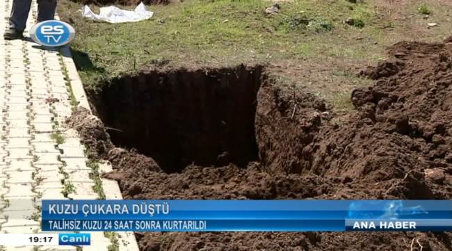 Talihsiz kuzu 24 saat sonra kurtarıldı