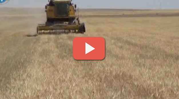 Tarımda büyük kayıp