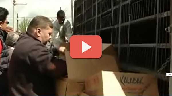 TEPEBAŞI'NDA TAVUK ŞENLİĞİ