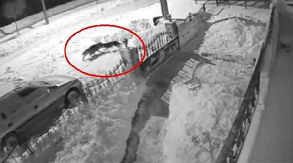 Tokat'ta aç kurt şehre indi köpeğe saldırdı