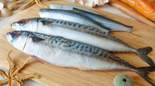 Ton balığına hücum