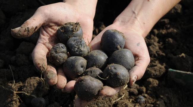 Türkiye’nin tek kadın üreticilerinin hasat sevinci